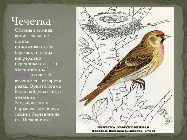 Чечетка Обычна в зимнее время. Большие стайки присаживаются на берёзки,