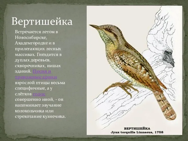Вертишейка Встречается летом в Новосибирске, Академгородке и в прилегающих лесных