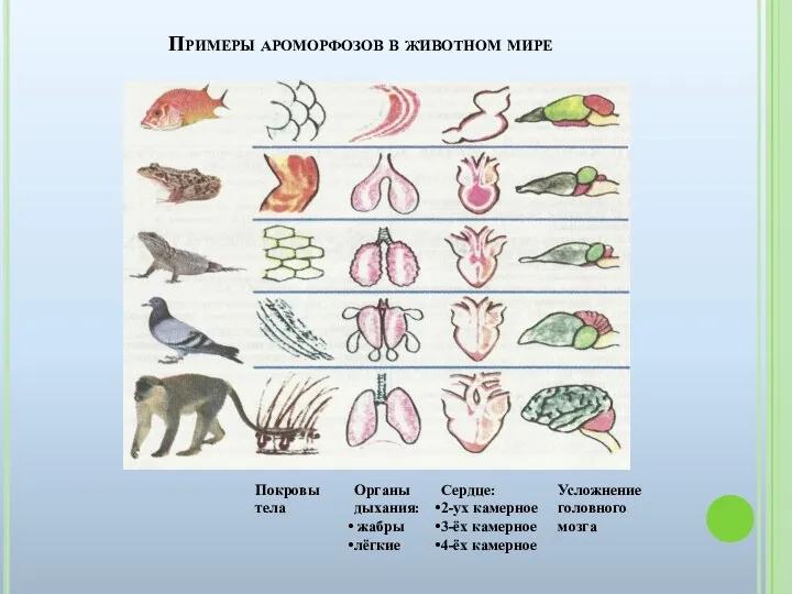 Примеры ароморфозов в животном мире Покровы тела Органы дыхания: жабры лёгкие Сердце: 2-ух