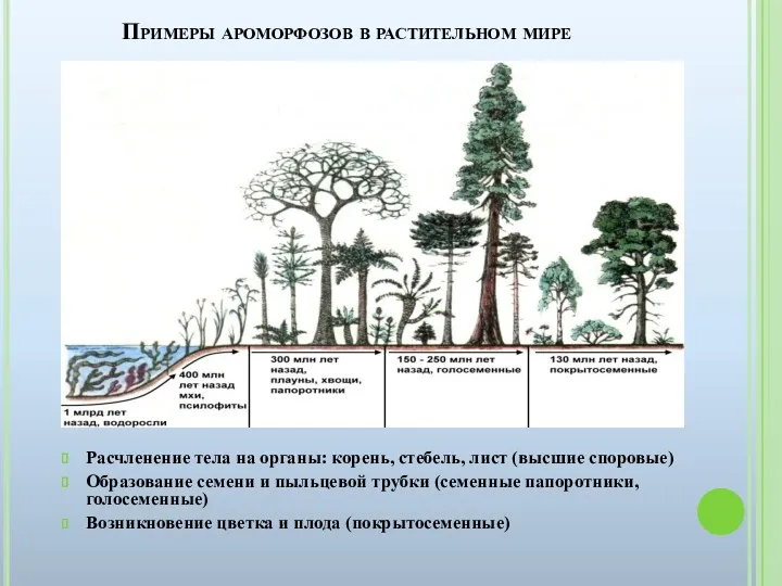 Примеры ароморфозов в растительном мире Расчленение тела на органы: корень,