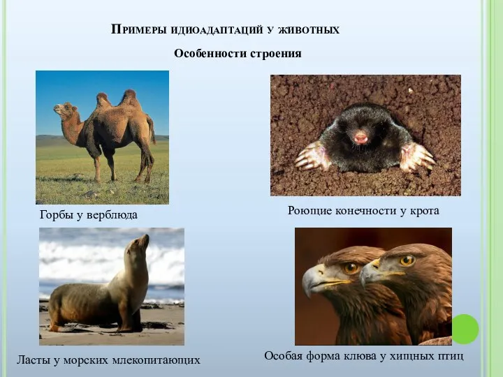 Примеры идиоадаптаций у животных Особенности строения Горбы у верблюда Роющие конечности у крота
