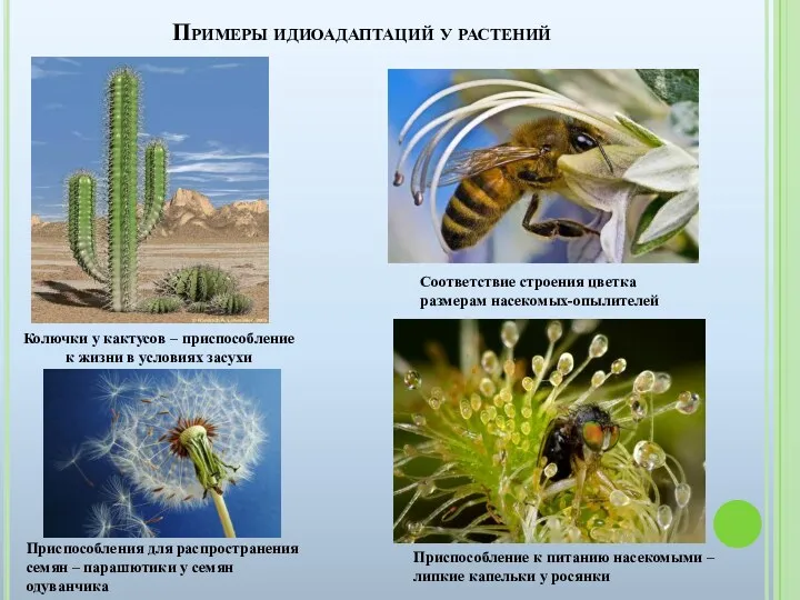 Примеры идиоадаптаций у растений Колючки у кактусов – приспособление к жизни в условиях