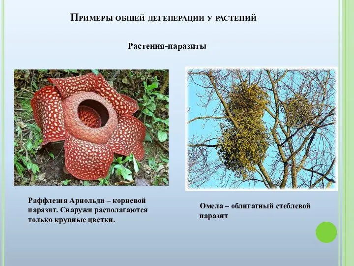 Примеры общей дегенерации у растений Омела – облигатный стеблевой паразит Раффлезия Арнольди –