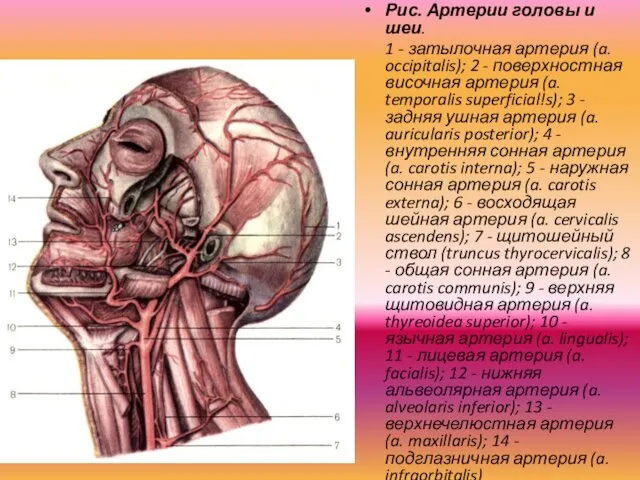Рис. Артерии головы и шеи. 1 - затылочная артерия (a.