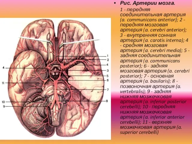 Рис. Артерии мозга. 1 - передняя соединительная артерия (a. communicans