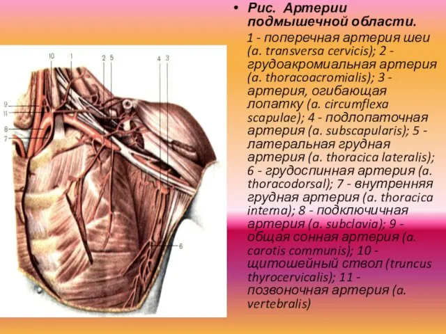 Рис. Артерии подмышечной области. 1 - поперечная артерия шеи (a.