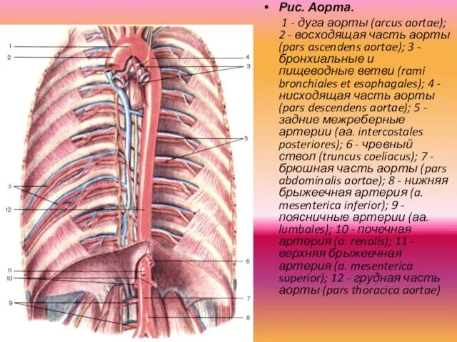 Рис. Аорта. 1 - дуга аорты (arcus aortae); 2 -