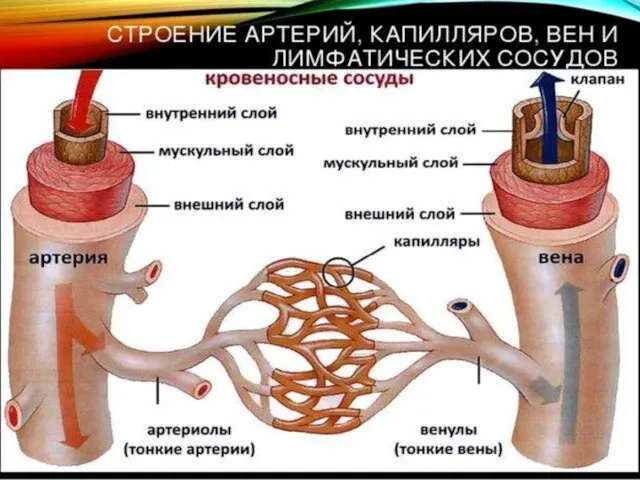 Рис. Строение стенки артерии и вены (схема), а - артерия;