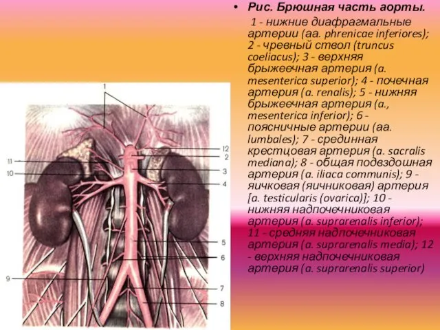 Рис. Брюшная часть аорты. 1 - нижние диафрагмальные артерии (аа.