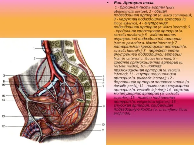 Рис. Артерии таза. 1 - брюшная часть аорты (pars abdominalis