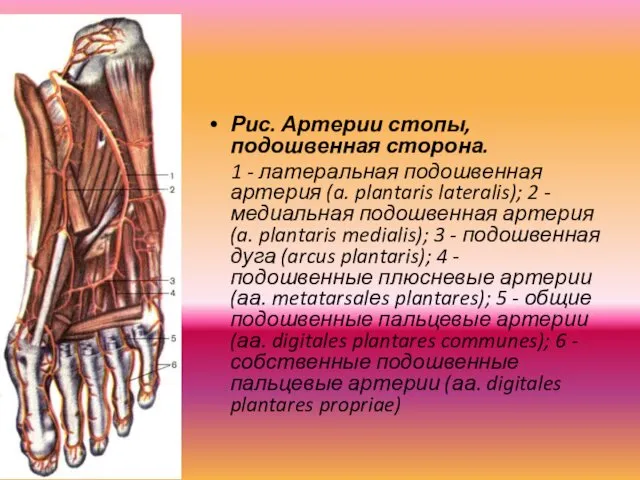 Рис. Артерии стопы, подошвенная сторона. 1 - латеральная подошвенная артерия
