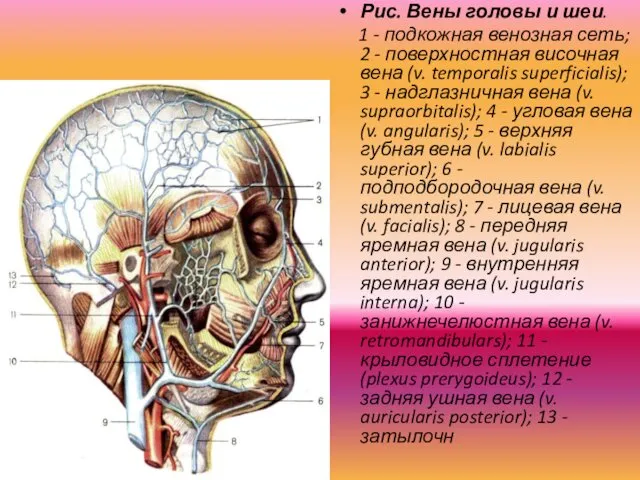 Рис. Вены головы и шеи. 1 - подкожная венозная сеть;