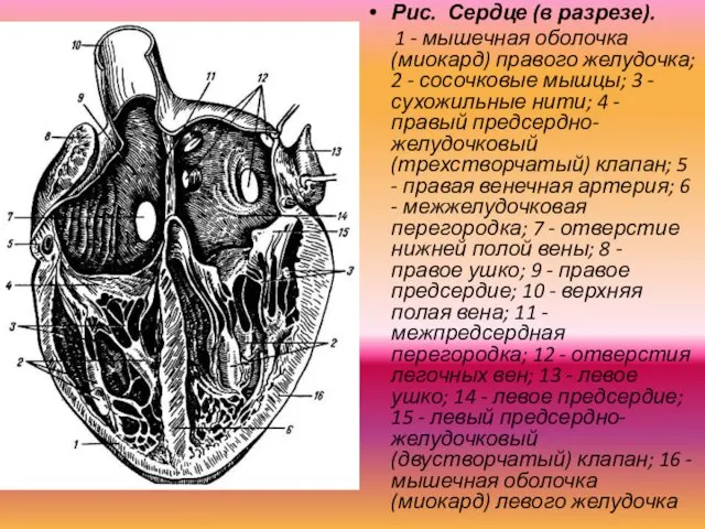 Рис. Сердце (в разрезе). 1 - мышечная оболочка (миокард) правого