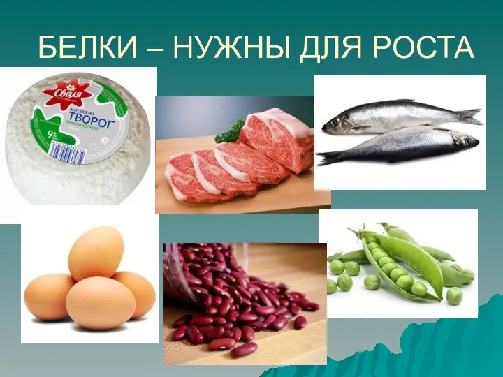 БЕЛКИ – НУЖНЫ ДЛЯ РОСТА