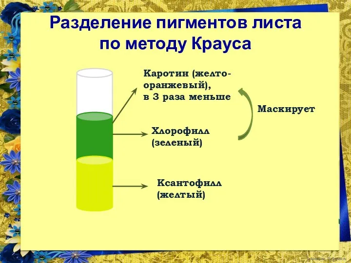 Разделение пигментов листа по методу Крауса Ксантофилл (желтый) Хлорофилл (зеленый)