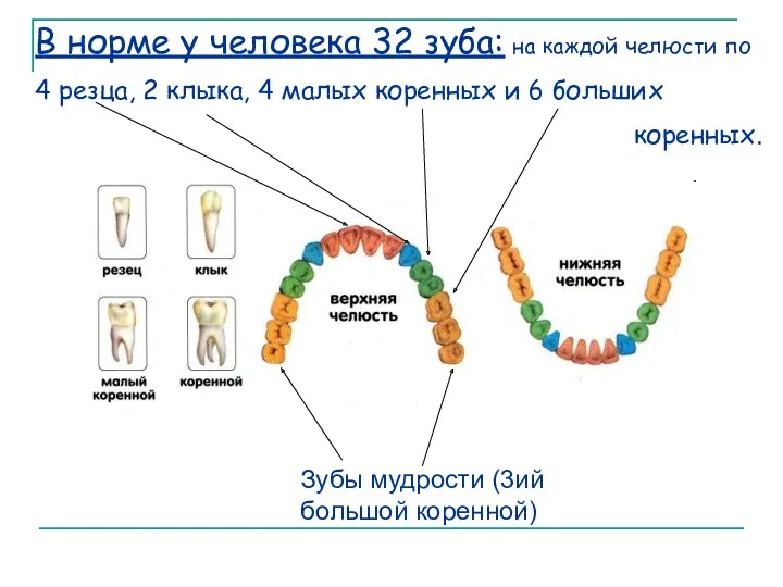 В норме у человека 32 зуба: на каждой челюсти по