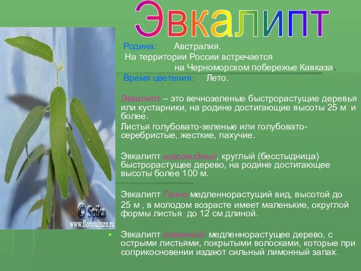 Родина: Австралия. На территории России встречается на Черноморском побережье Кавказа.