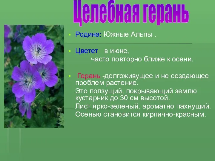 Родина: Южные Альпы . Цветет в июне, часто повторно ближе