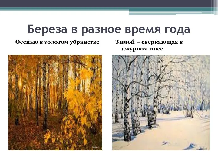 Береза в разное время года Осенью в золотом убранстве Зимой – сверкающая в ажурном инее