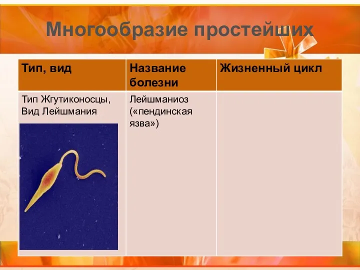 Многообразие простейших