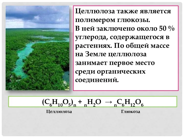 Целлюлоза также является полимером глюкозы. В ней заключено около 50 % углерода, содержащегося