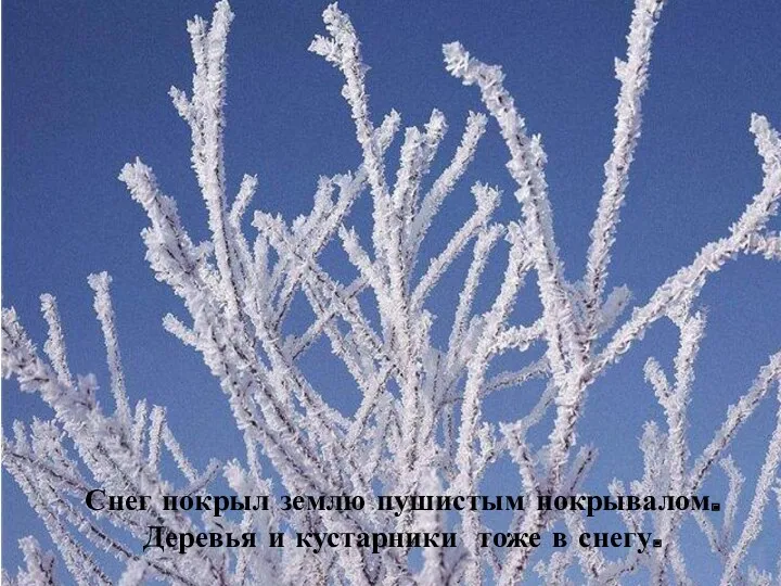 Снег покрыл землю пушистым покрывалом. Деревья и кустарники тоже в снегу.