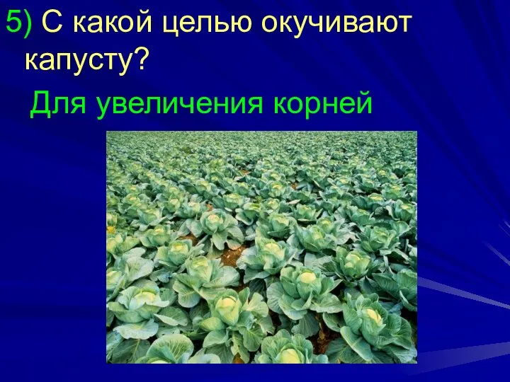 5) С какой целью окучивают капусту? Для увеличения корней