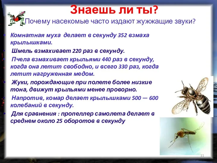 Знаешь ли ты? Почему насекомые часто издают жужжащие звуки? Комнатная