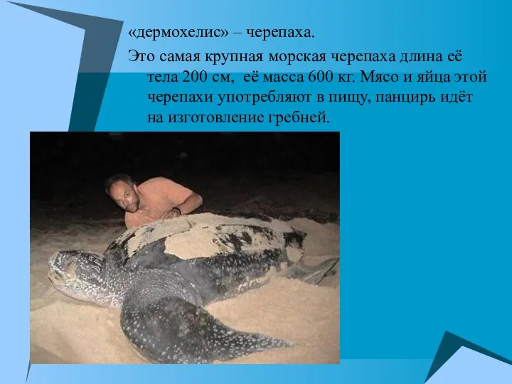 «дермохелис» – черепаха. Это самая крупная морская черепаха длина её