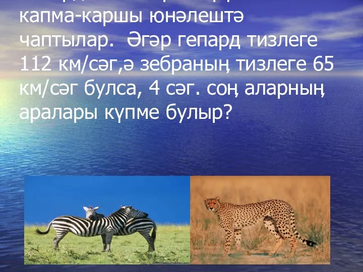 Гепард һәм зебра берүк вакытта капма-каршы юнәлештә чаптылар. Әгәр гепард тизлеге 112 км/сәг,ә
