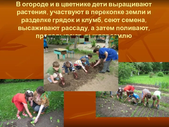 В огороде и в цветнике дети выращивают растения, участвуют в перекопке земли и