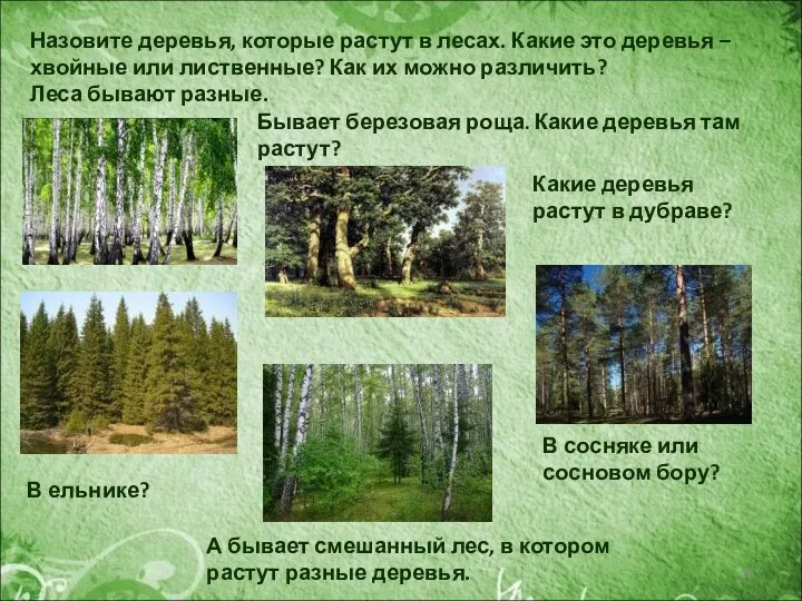 Назовите деревья, которые растут в лесах. Какие это деревья – хвойные или лиственные?