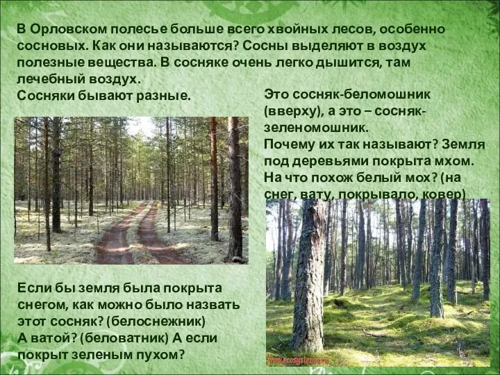 В Орловском полесье больше всего хвойных лесов, особенно сосновых. Как они называются? Сосны