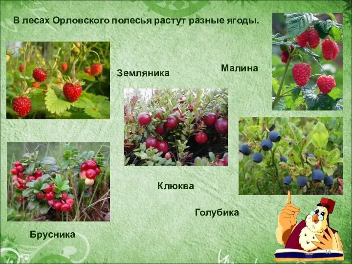 В лесах Орловского полесья растут разные ягоды. Брусника Голубика Малина Земляника Клюква