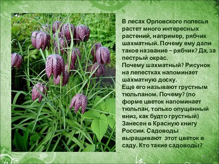 В лесах Орловского полесья растет много интересных растений, например, рябчик шахматный. Почему ему