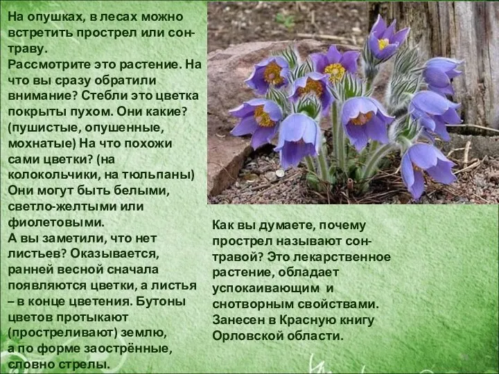 На опушках, в лесах можно встретить прострел или сон-траву. Рассмотрите это растение. На