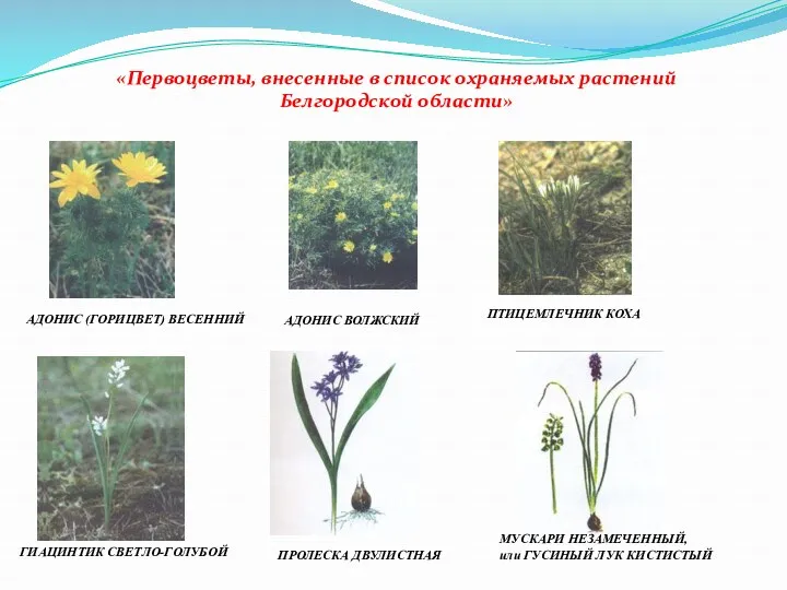 «Первоцветы, внесенные в список охраняемых растений Белгородской области» АДОНИС (ГОРИЦВЕТ)