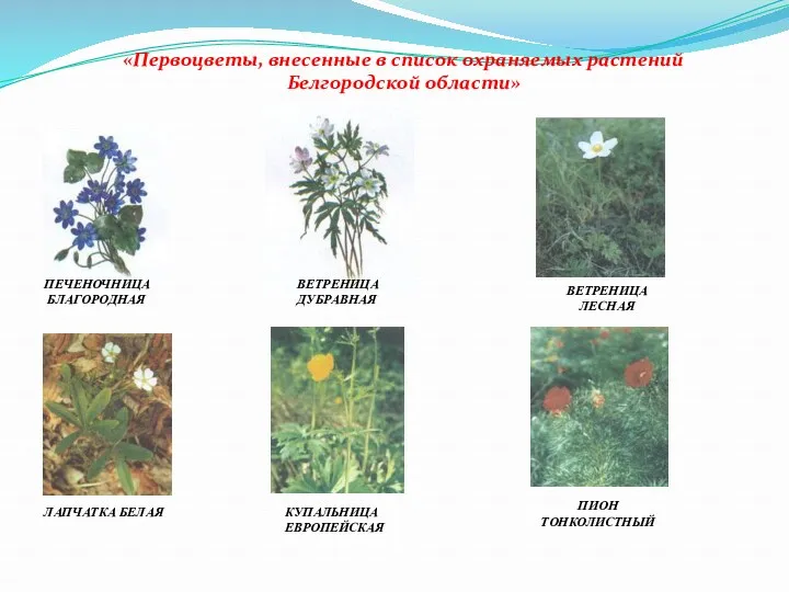 «Первоцветы, внесенные в список охраняемых растений Белгородской области» ПЕЧЕНОЧНИЦА БЛАГОРОДНАЯ