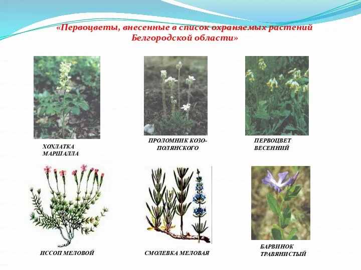 «Первоцветы, внесенные в список охраняемых растений Белгородской области» ХОХЛАТКА МАРШАЛЛА