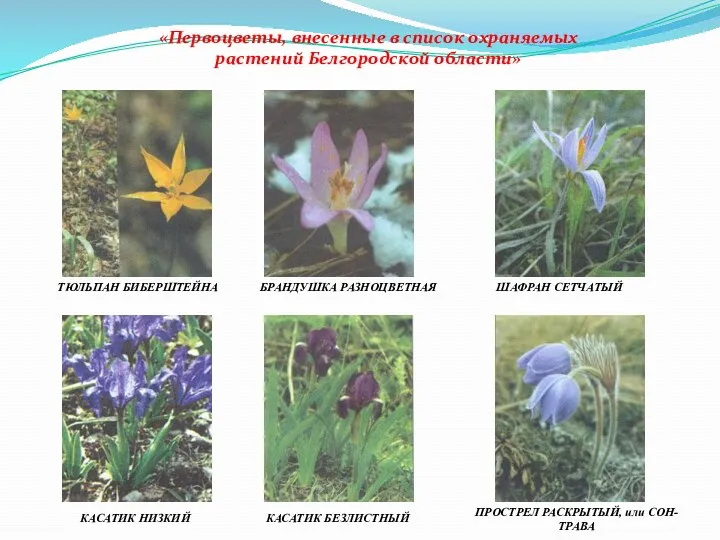«Первоцветы, внесенные в список охраняемых растений Белгородской области» ТЮЛЬПАН БИБЕРШТЕЙНА