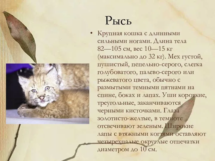 Рысь Крупная кошка с длинными сильными ногами. Длина тела 82—105 см, вес 10—15