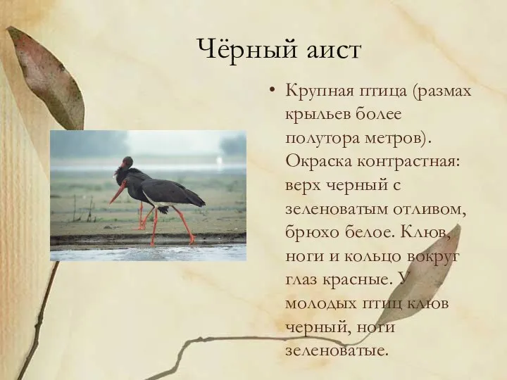Чёрный аист Крупная птица (размах крыльев более полутора метров). Окраска контрастная: верх черный