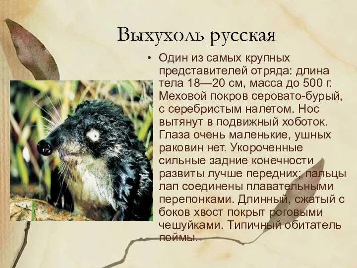 Выхухоль русская Один из самых крупных представителей отряда: длина тела