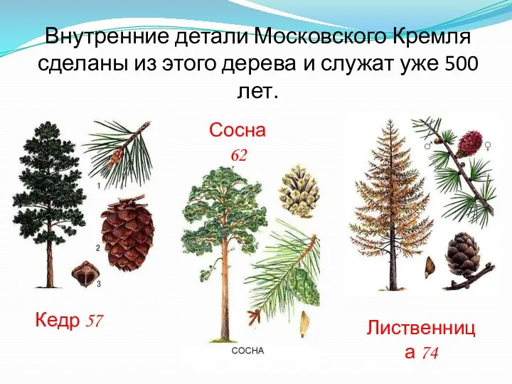 Внутренние детали Московского Кремля сделаны из этого дерева и служат