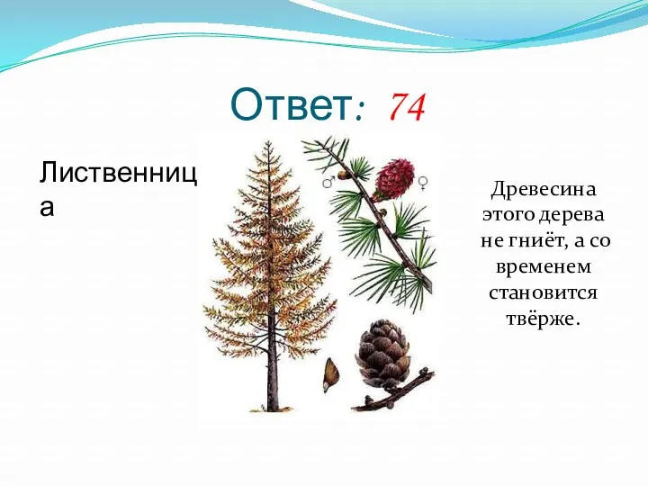 Ответ: 74 Лиственница Древесина этого дерева не гниёт, а со временем становится твёрже.