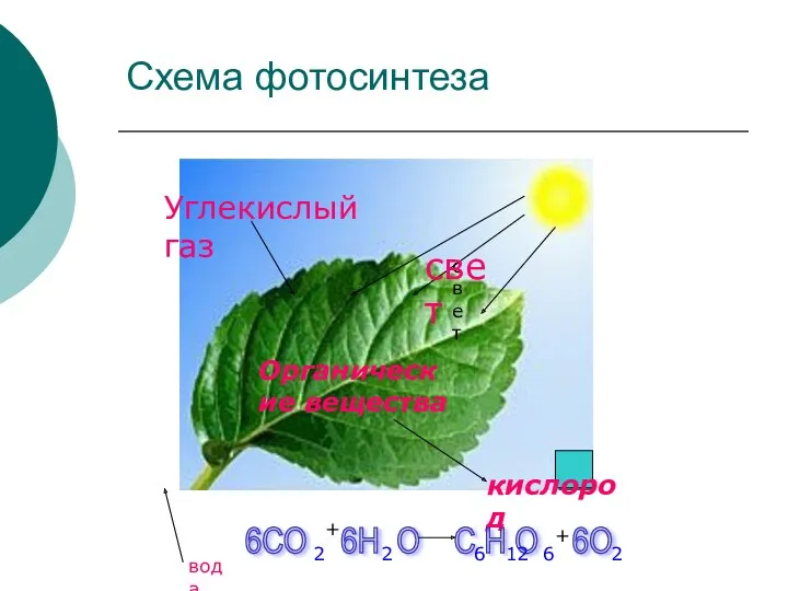 Схема фотосинтеза Углекислый газ вода кислород свет свет Органические вещества