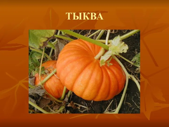 ТЫКВА