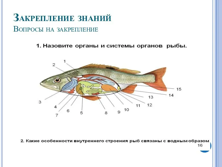 Закрепление знаний Вопросы на закрепление