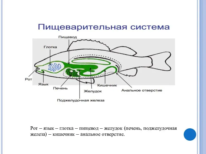 Рот – язык – глотка – пищевод – желудок (печень,