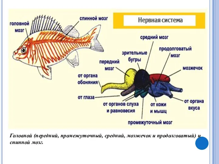 Головной (передний, промежуточный, средний, мозжечок и продолговатый) и спинной мозг.